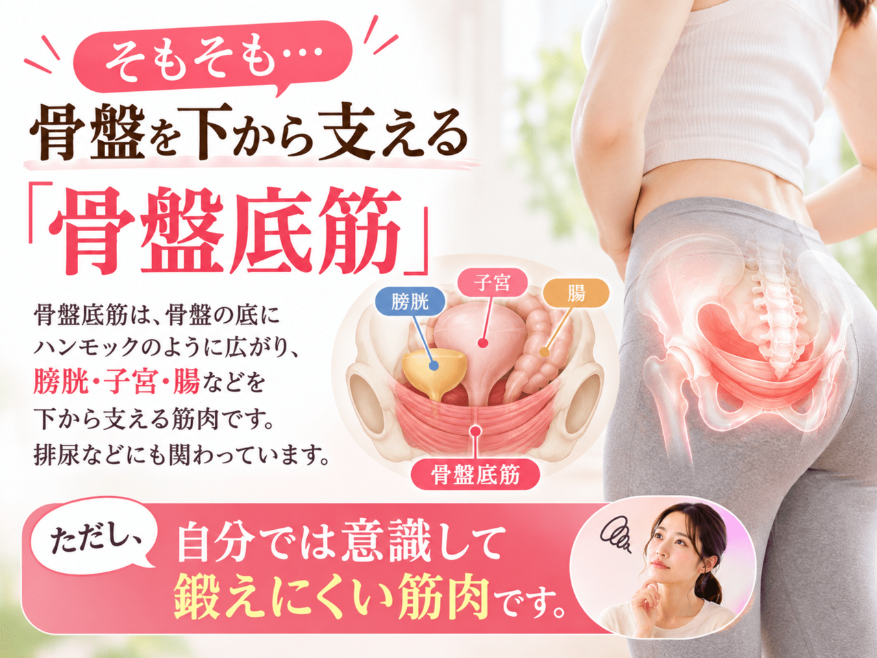 女性の骨盤内にある膀胱、子宮、腸などの内臓を下からハンモックのように支えている筋肉（骨盤底筋群）の位置を示す分かりやすい図解。
